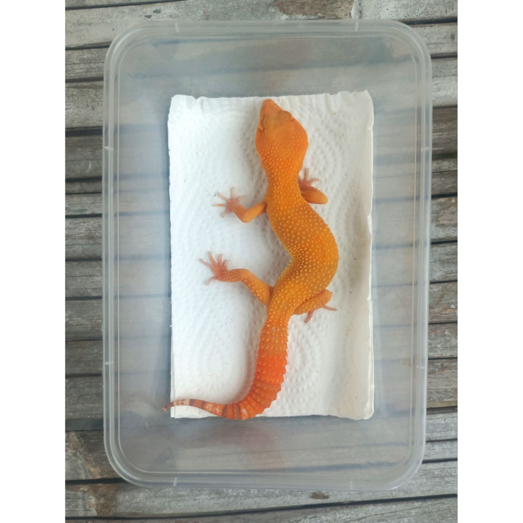 MAINAN GECKO SUNGLOW TOMATO LINE FULL CT ADULT SESUAI FOTO