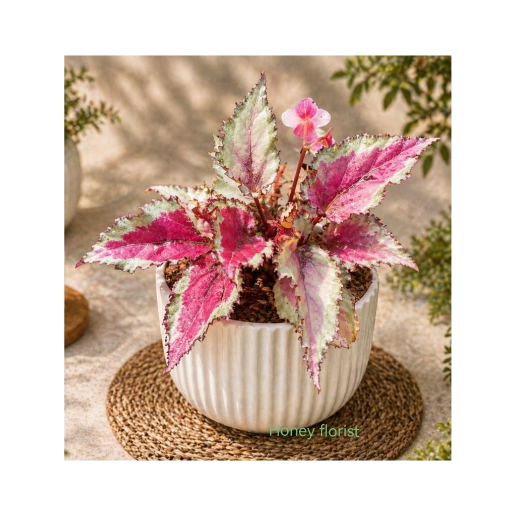 Begonia ping lipstik tanaman hias begonia daun unik