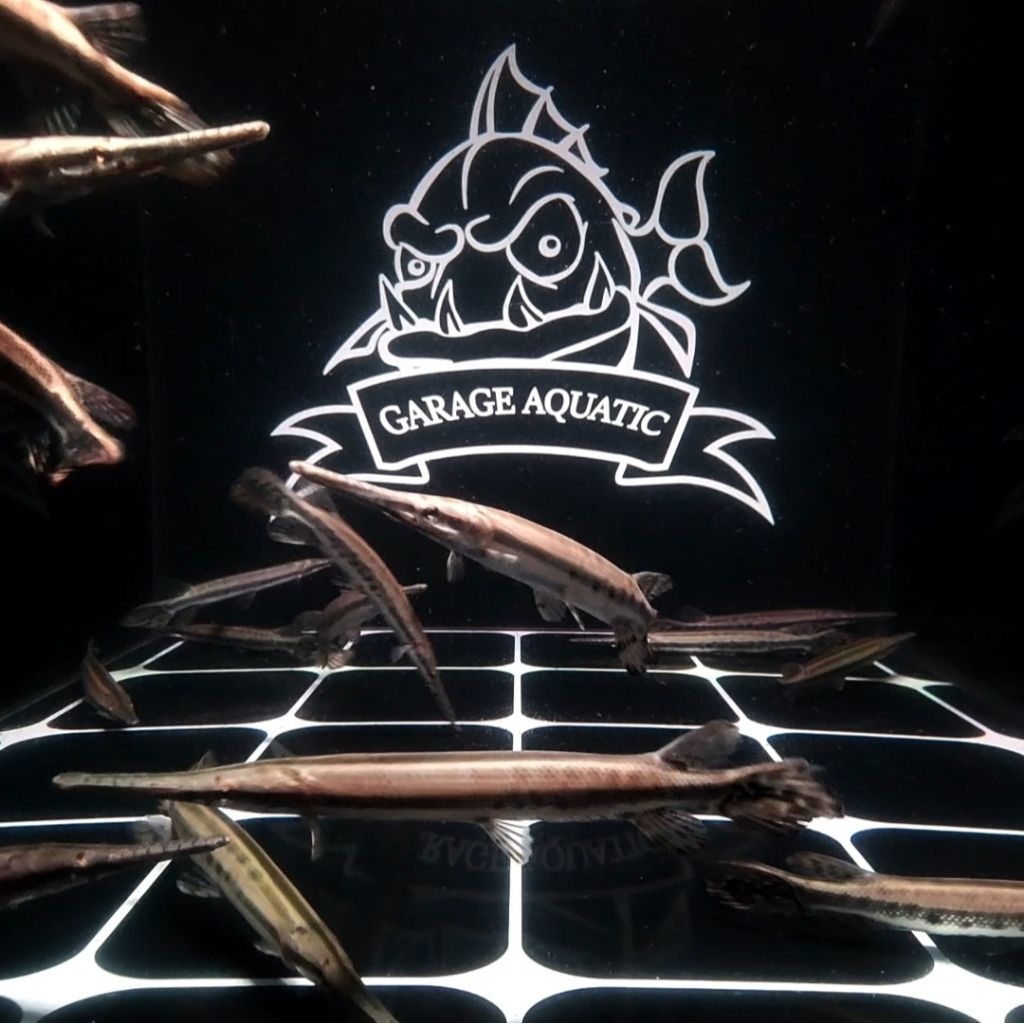 (INSTANT) FLORIDA GAR IKAN HIAS PREDATOR AQUARIUM KOLAM