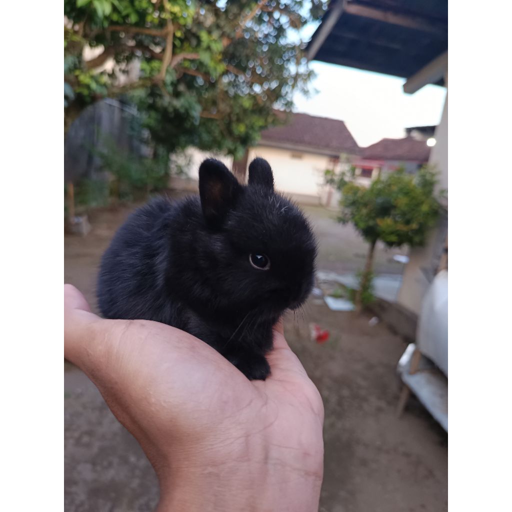 kelinci nd