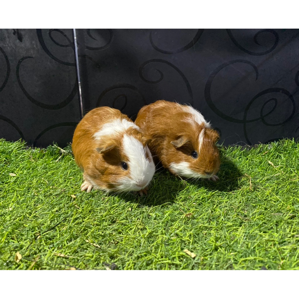 Guinea pig american/ marmut hias american