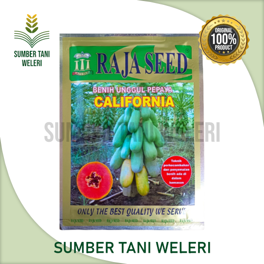 BENIH PEPAYA CALIFORNIA - BENIH PEPAYA - 1 GR - RAJA SEED