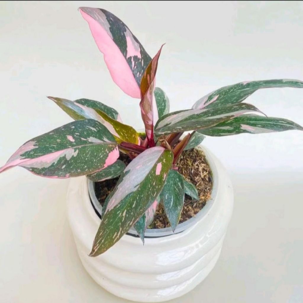 Tanaman hias Philodendron Pink Princess - Bibit philodendron pink murahh (Bisa COD)