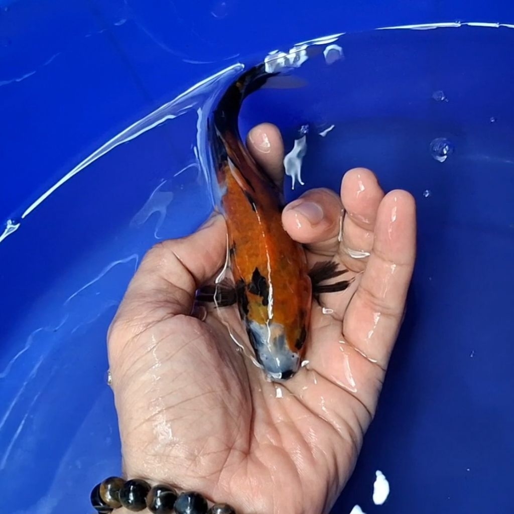 Ikan Koi Blitar Jenis Showa / Rumah Koi Jakarta / kode 0045