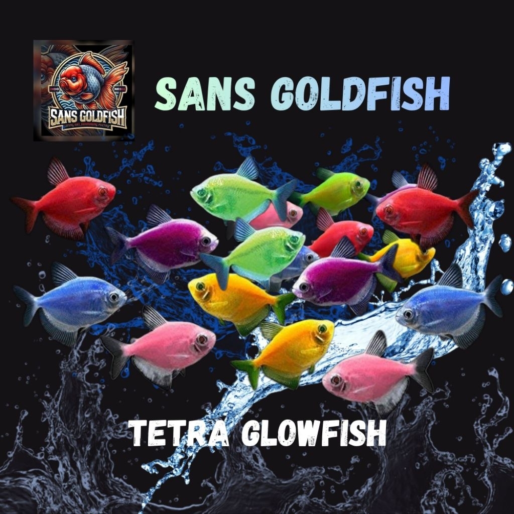 PROMO Paket Neon Tetra Isi 30 pcs