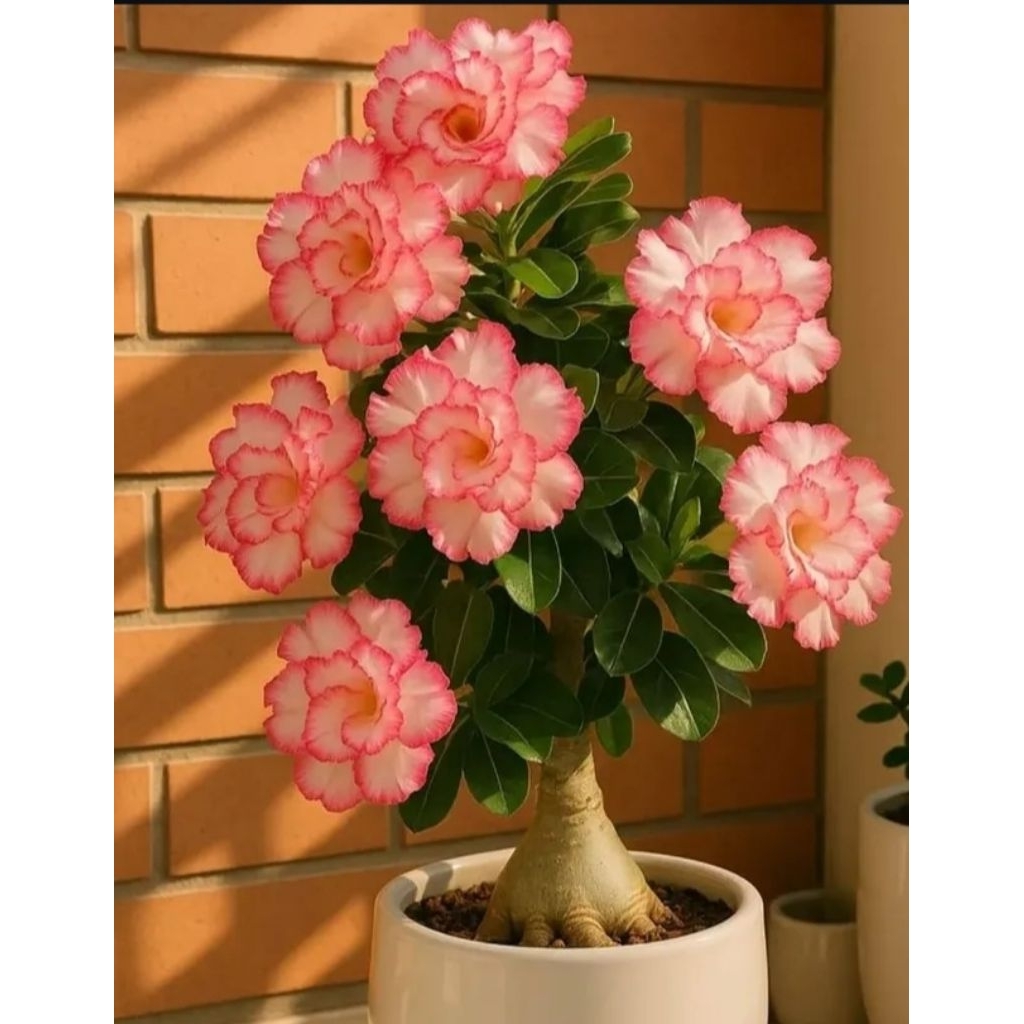 adenium bunga tumpuk tanaman sudah berbunga, banyak kuncupnya