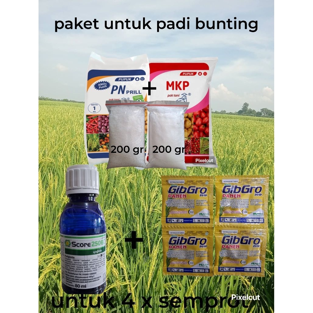 paket amunisi padi bunting atau keluar malai fungisida score+gibbro+mkp+kno3