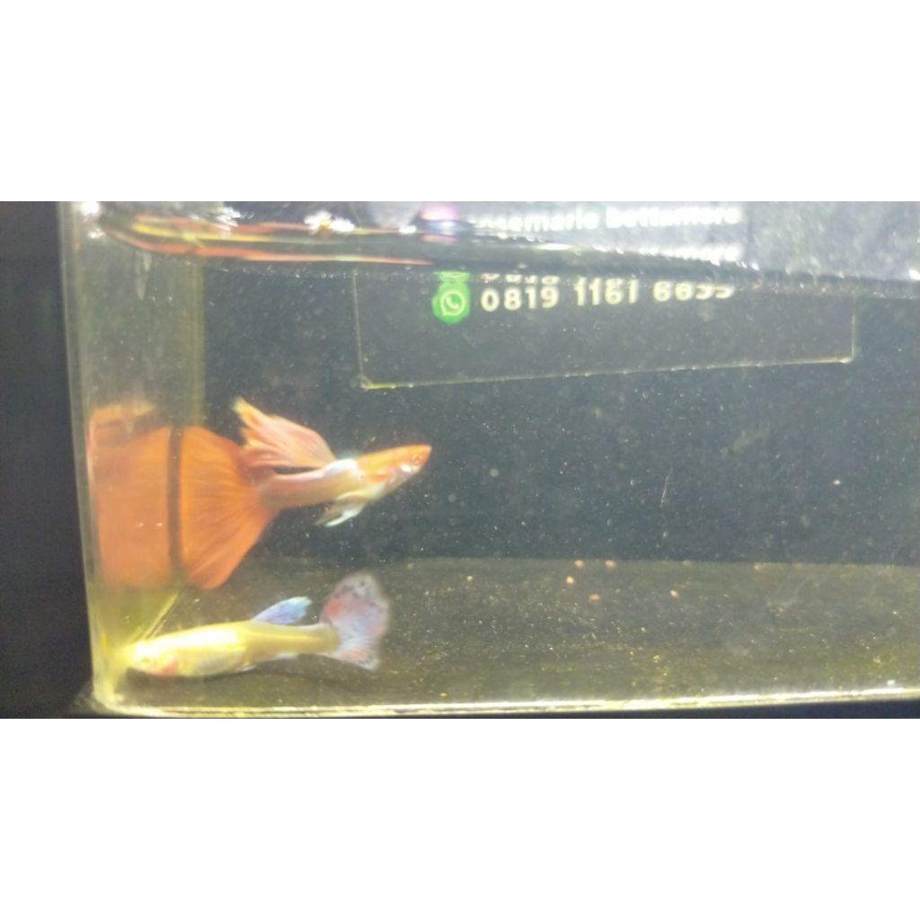 Obat Ikan Albino PRTDE