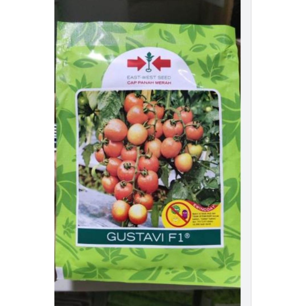 benih tomat gustavi f1