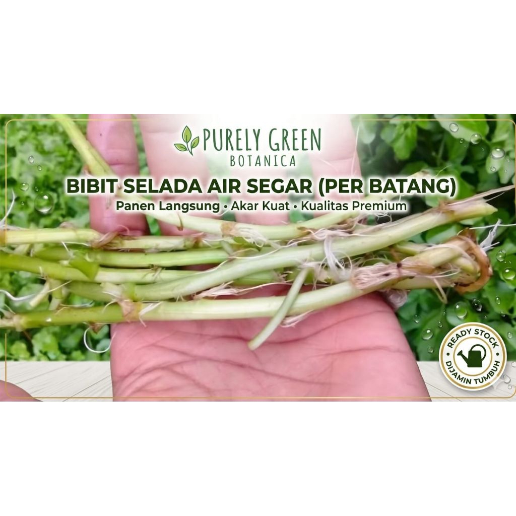 Bibit Selada Air Segar (1 Batang)