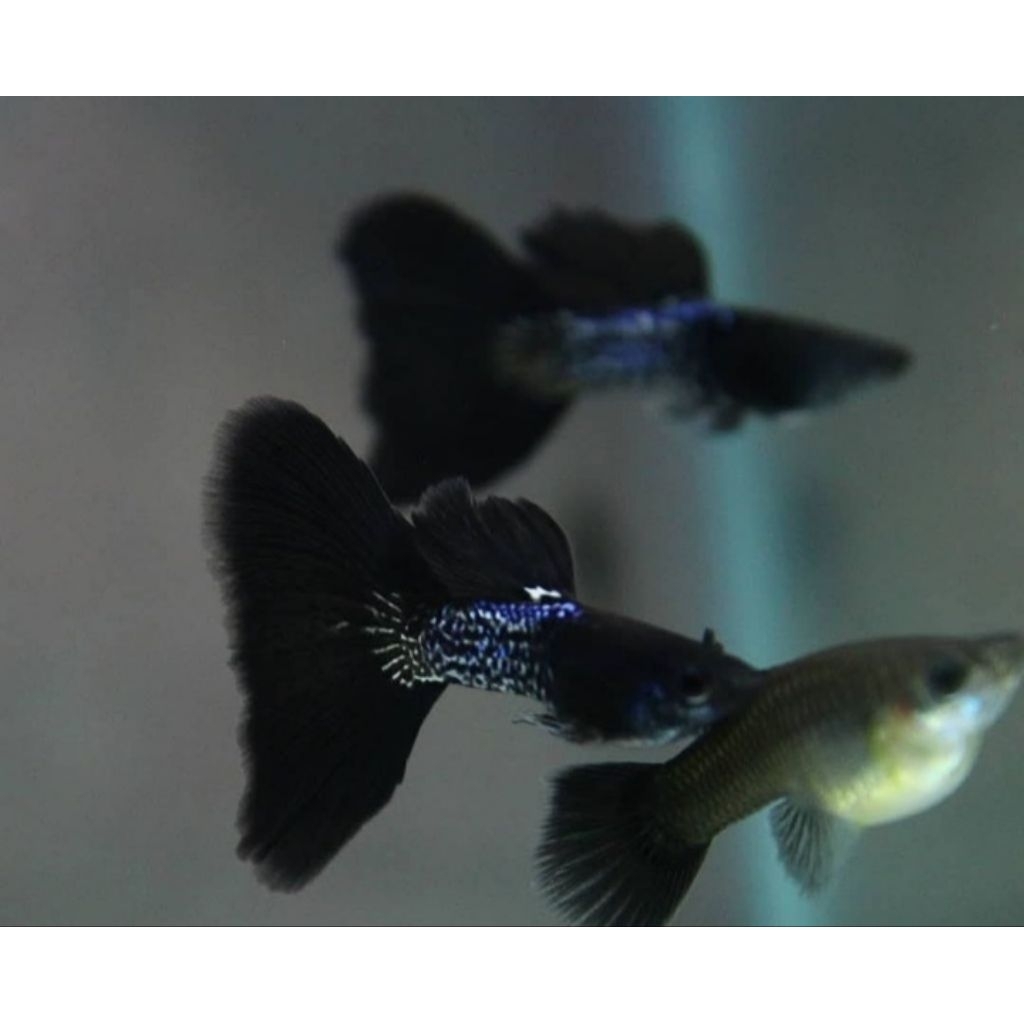 hiasan aquarium sepasang guppy mssbt indukan
