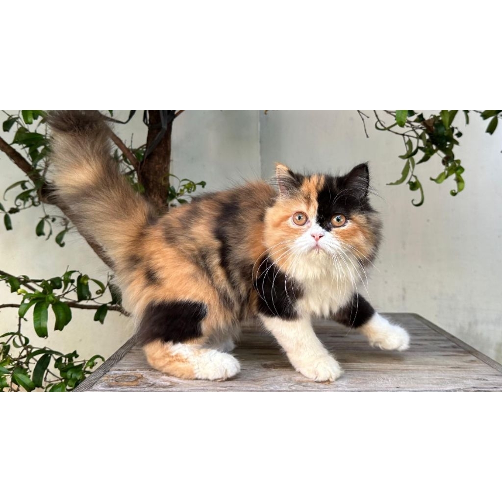 KUCING PERSIA BETINA 4 BULAN CALICO CANTIK