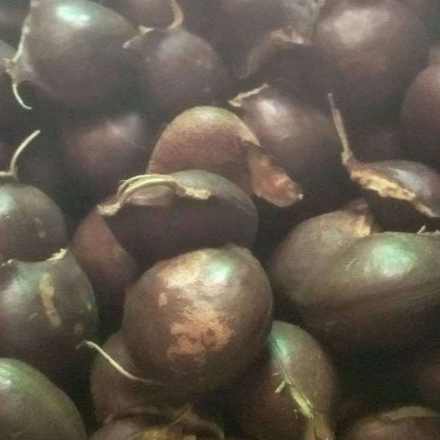 jengkol.tua 250 kg KULITAN