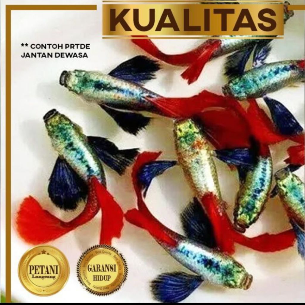 Guppy PRTDE Betina Dumbo Ear Ikan Hias Hiasan Aquarium Aquascape