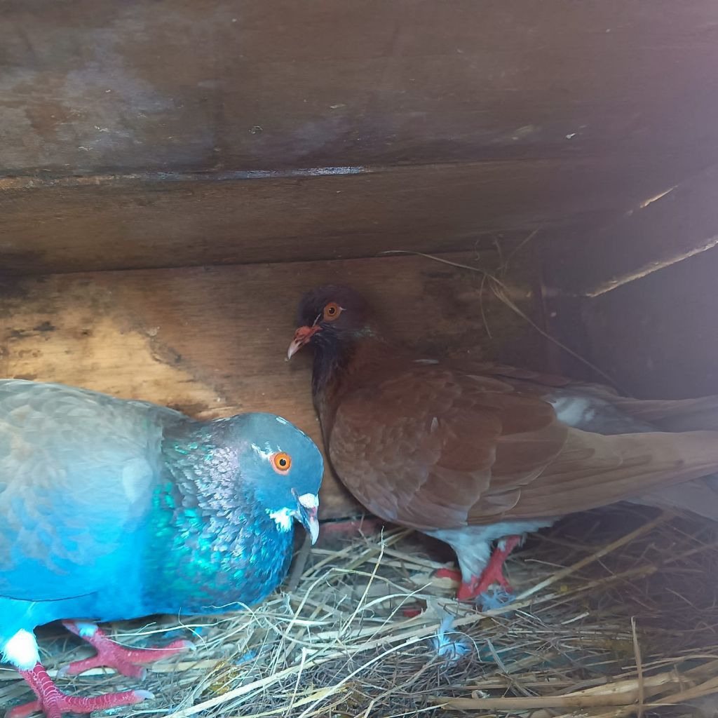 burung dara satuan betina sehat makan rakus