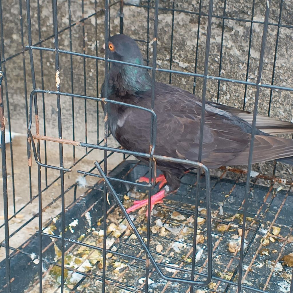 Burung dara satuan jantan sehat makan rakus