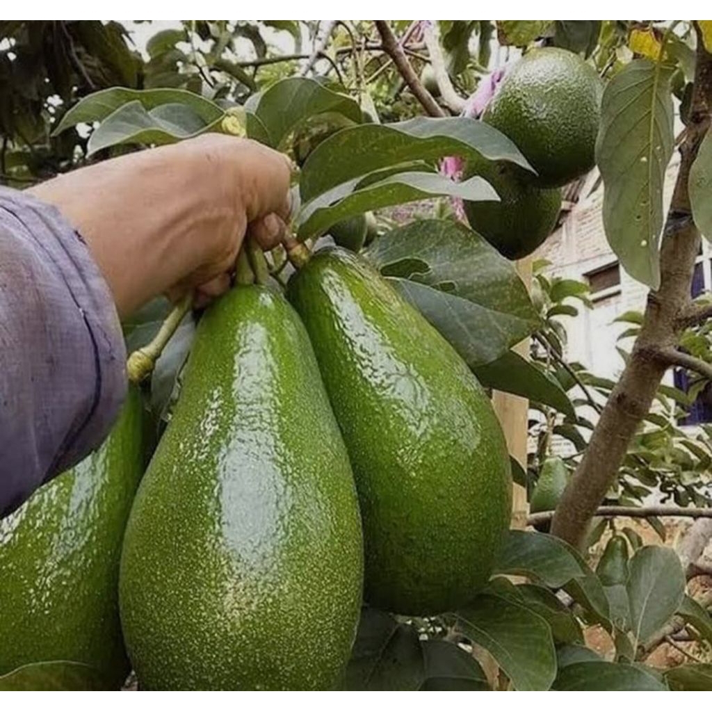 Tanaman Alpukat Aligator ( berbunga)