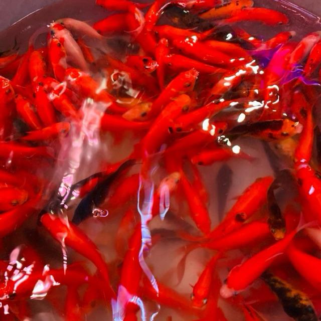 IKAN MAS PAKAN PREDATOR Random/ PAKAN CHANNA/ PAKAN KURA BESAR ISI 13 EKOR only sameday instant