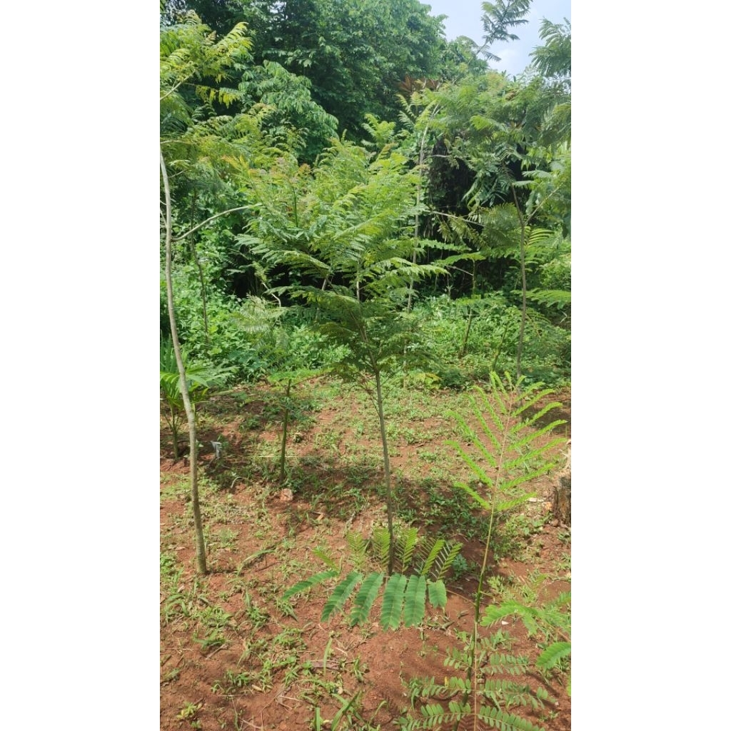 pohon jakaranda 2 meter