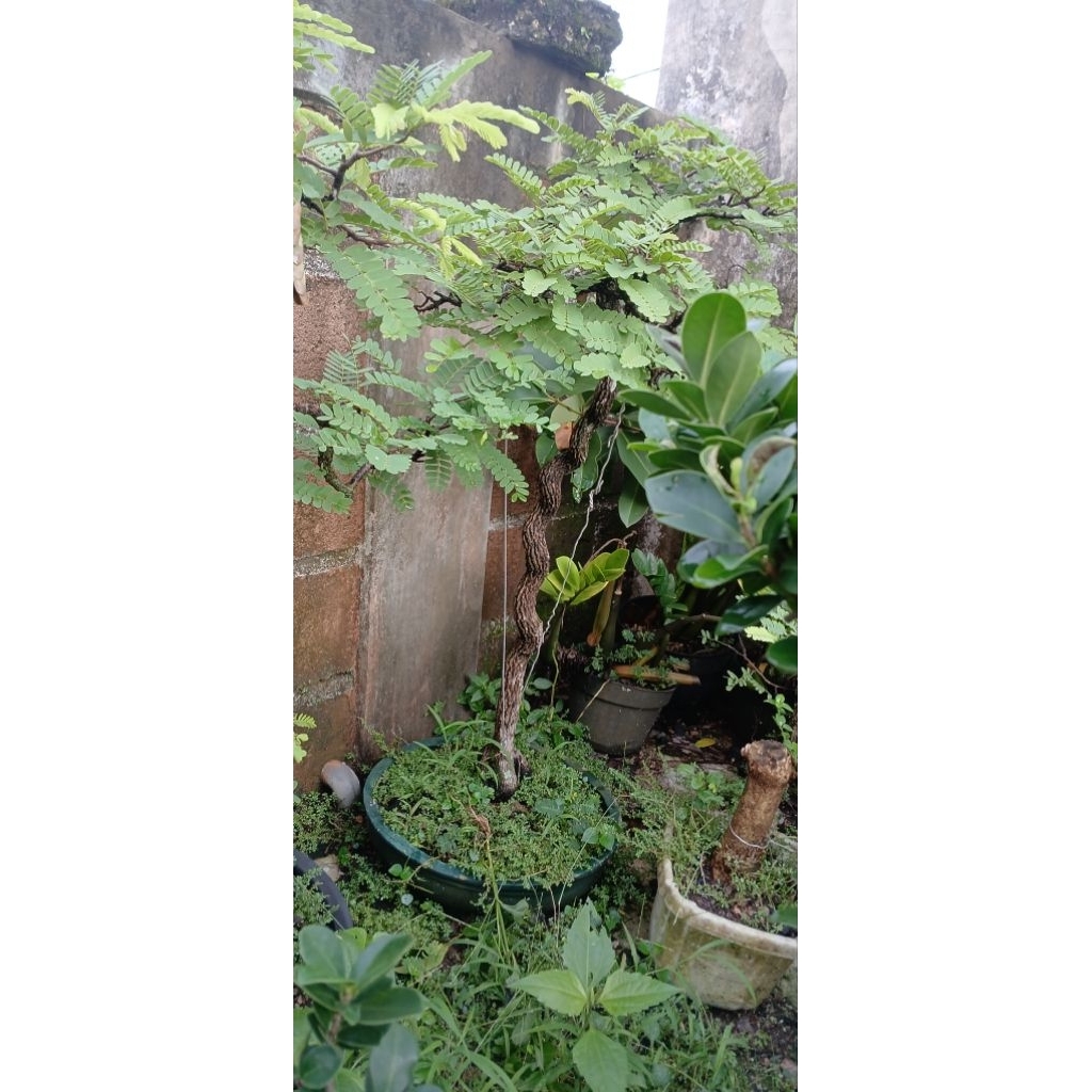 bonsai asem jawa