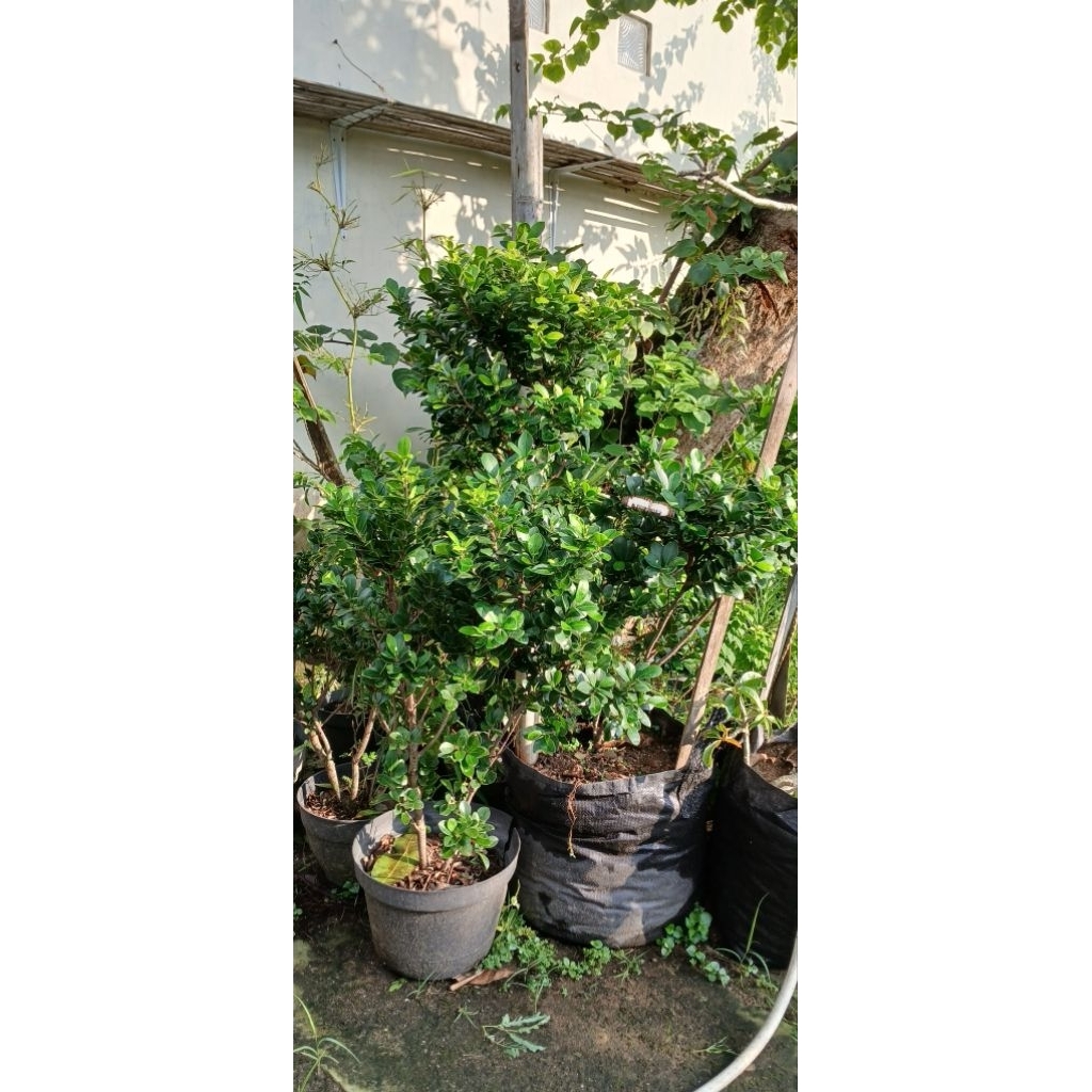 beringin compacta original