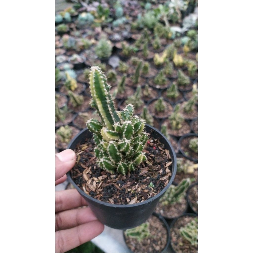 kaktus candi variegata