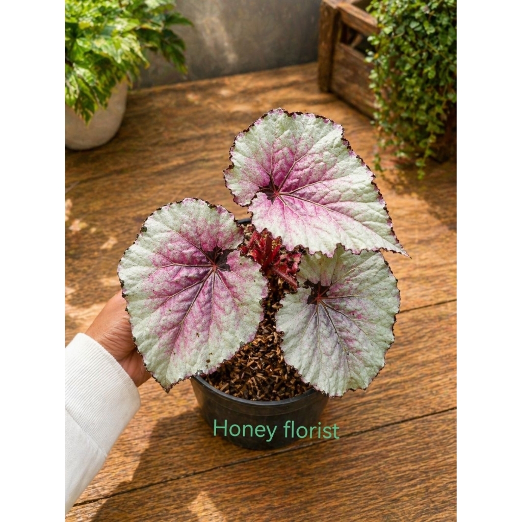 begonia stuninh ping tanaman hias begonia daun unik