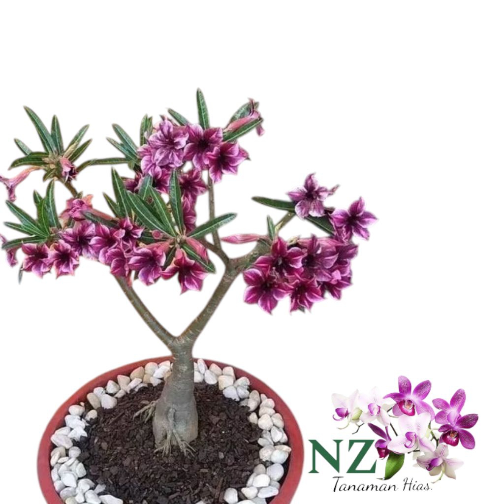 Adenium Camboja jepang bunga merah/ Tanaman hias Adenium Kamboja jepang bunga merah