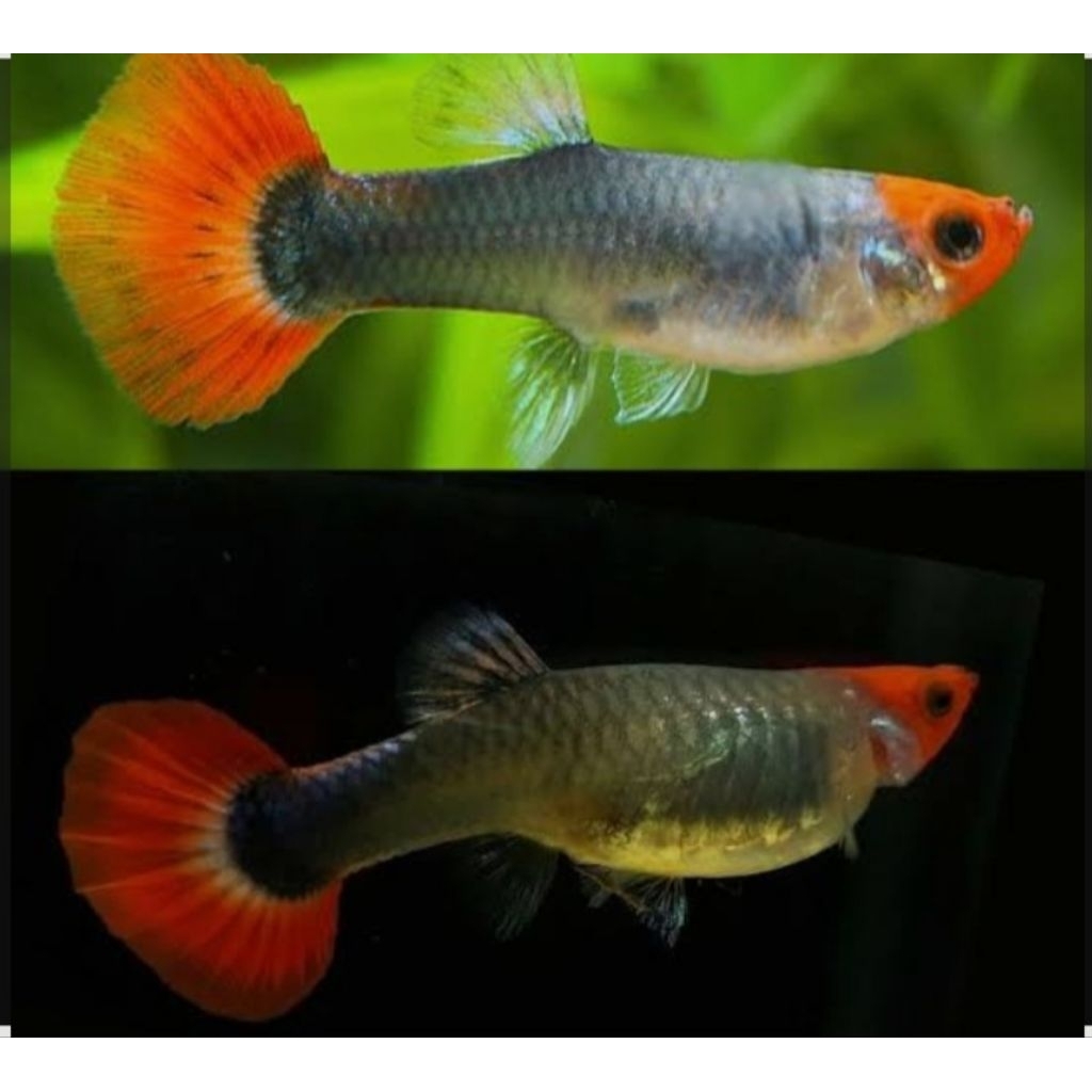 hiasan aquarium guppy tuxedo koi indukan