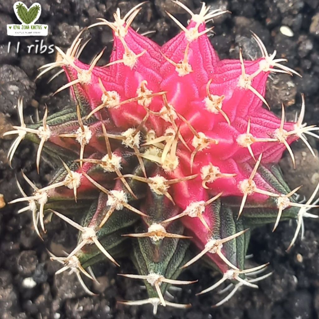 KIYA_ZONA_KAKTUS MULTIRIBS Varigata Kaktus Gymnocalycium LB Hibrid
