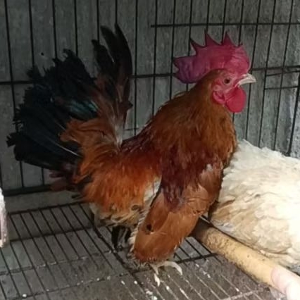 ayam kate jantan dewasa