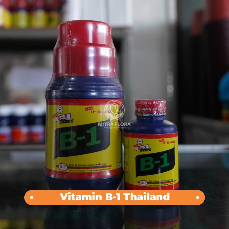 Vitamin B1 Thailand - Original Thailand Asli