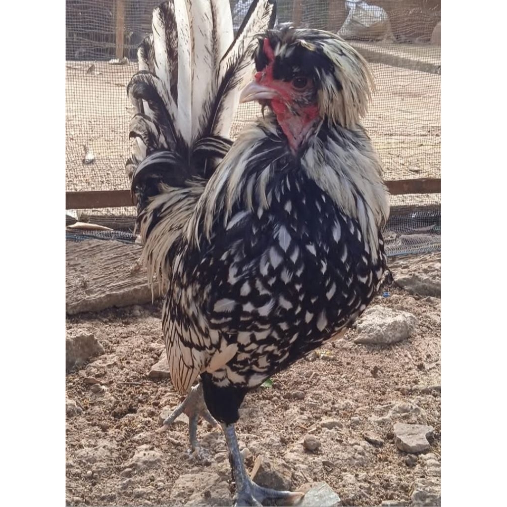 Ayam Hias Silverlaced Batik Unik
