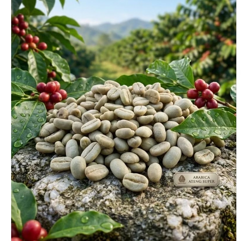 Gabah Biji Kopi Arabica Ateng Super / Kopi Papandayan Buat di semai maupun di jadikan GRENNBEEN