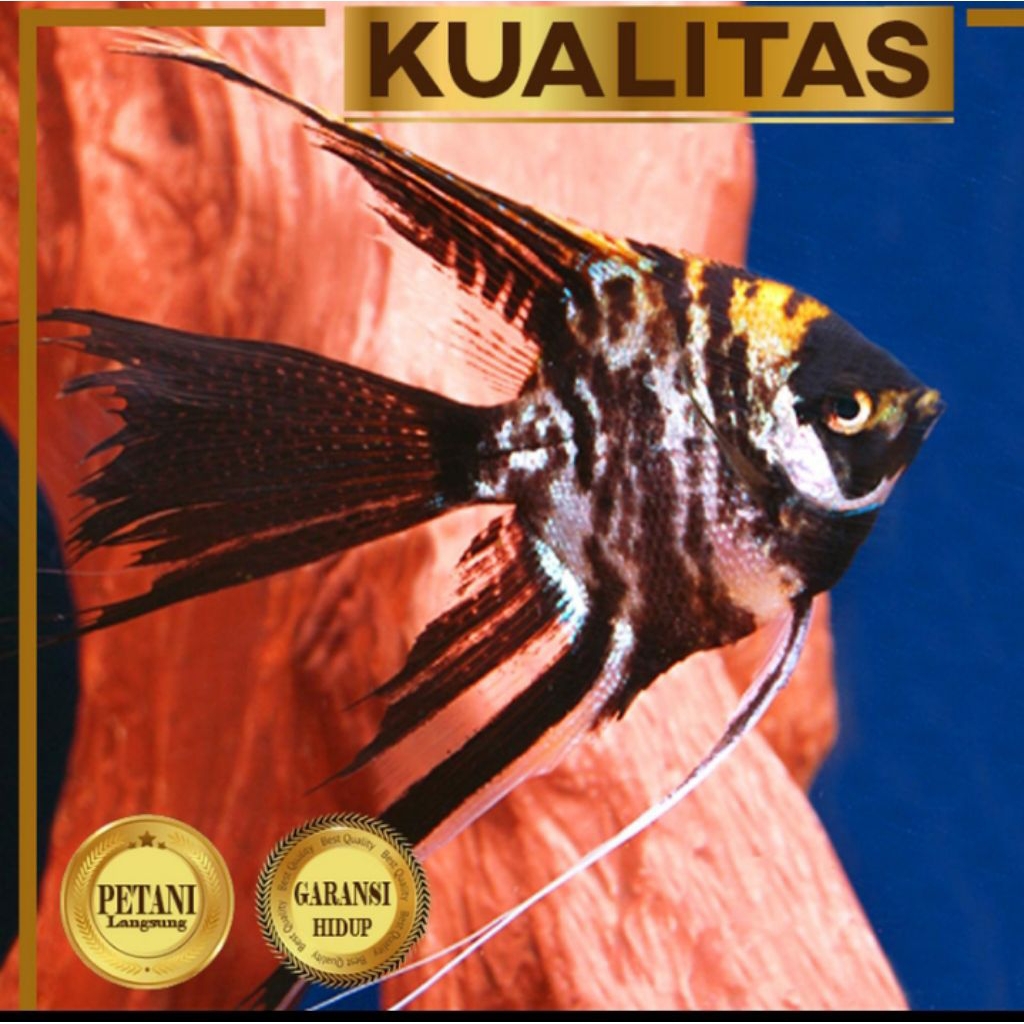 Manfish Tricolor