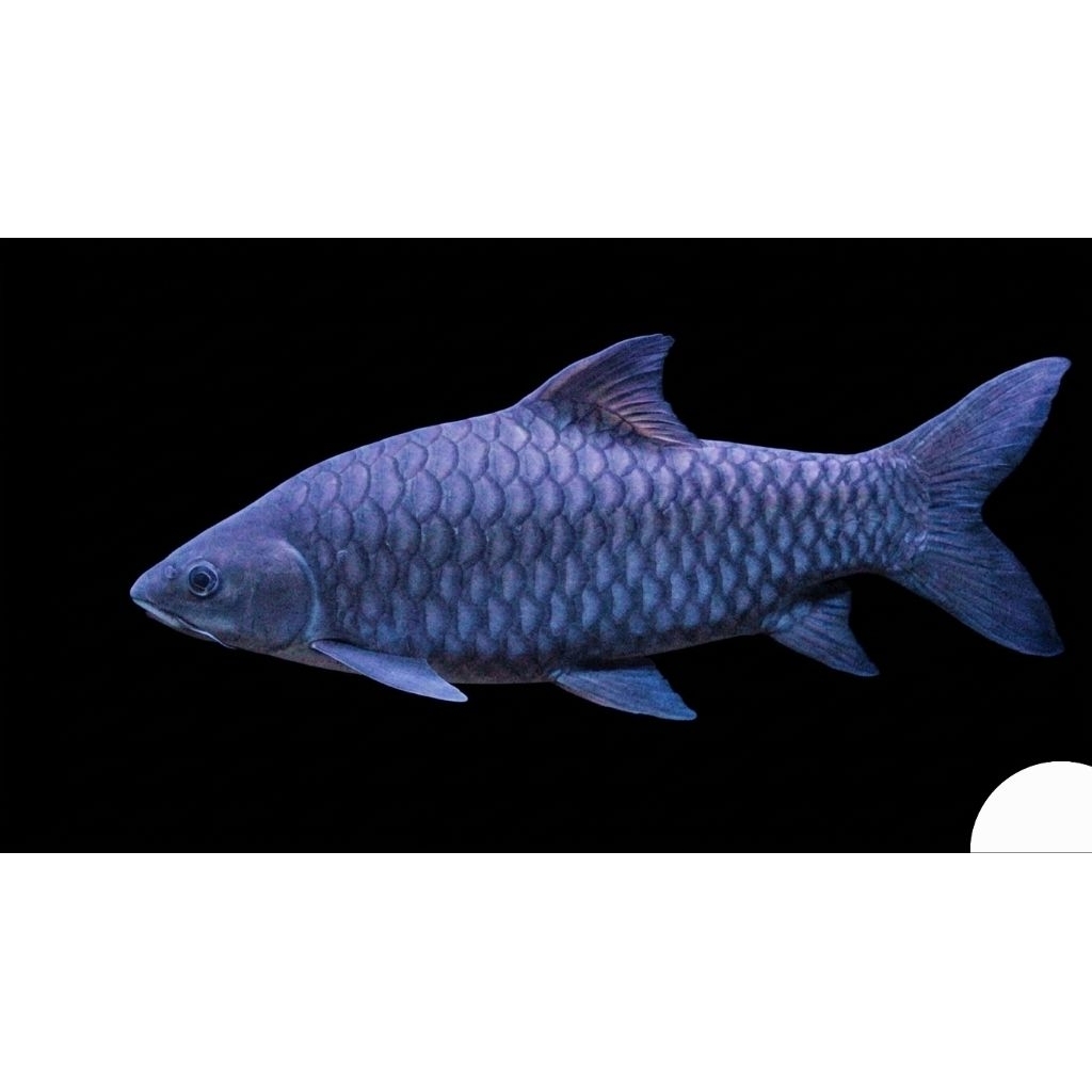 Tor Tambroides Kalimantan Blue Mahseer