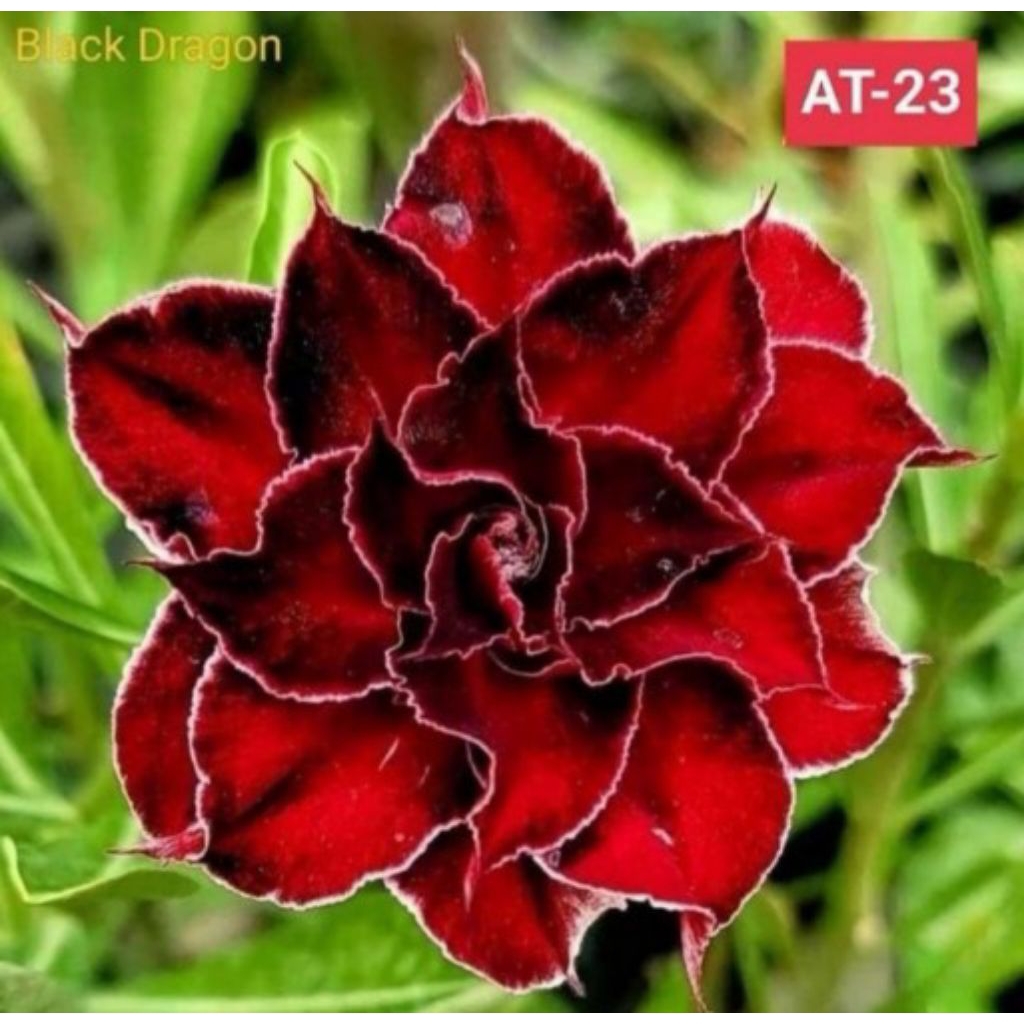 PROMO Bibit Adenium kemboja Jepang / Bibit Adenium