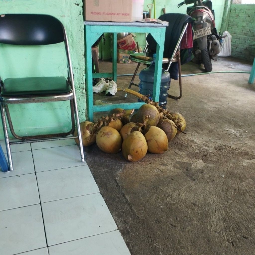 Kelapa Muda Degan Wulung Fresh Segar Baru Semarang