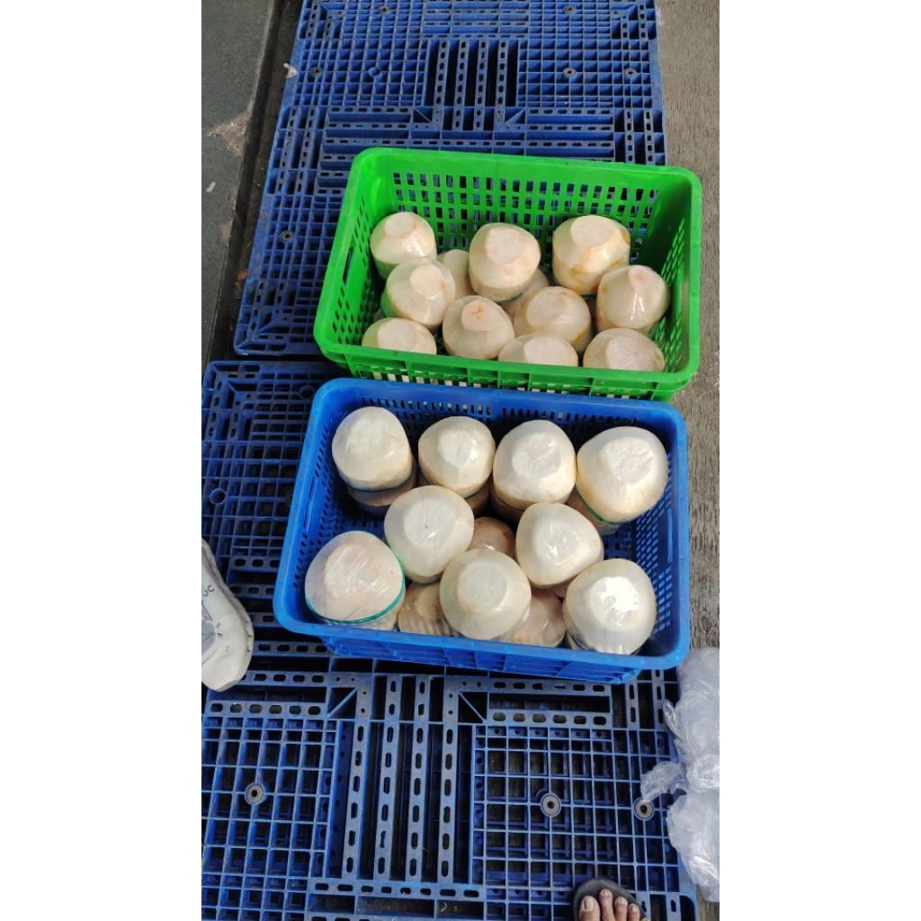 Grosir Kelapa Muda Ala Thai Kupas Diamond Untuk Restoran Padel Kantor Cafe