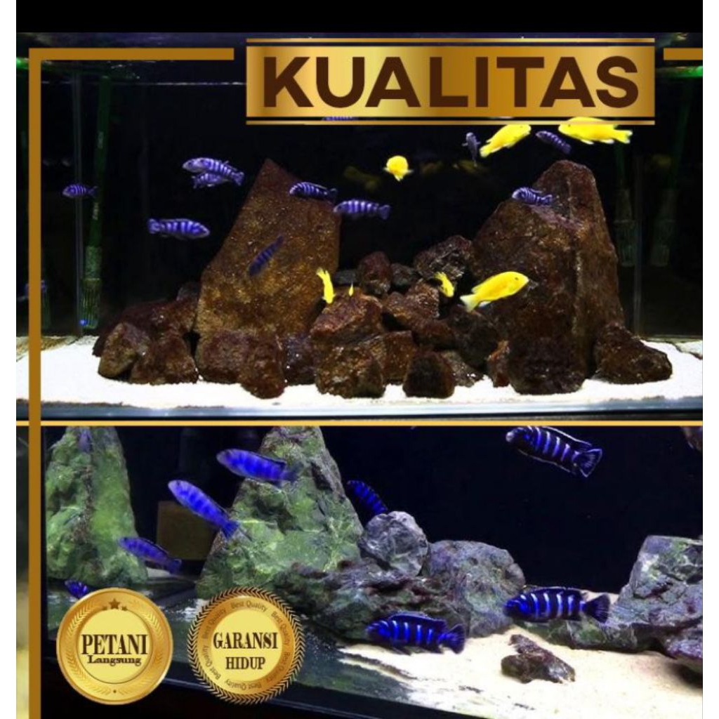 Cichlid Demasoni Blue Ikan Hias Aquascape