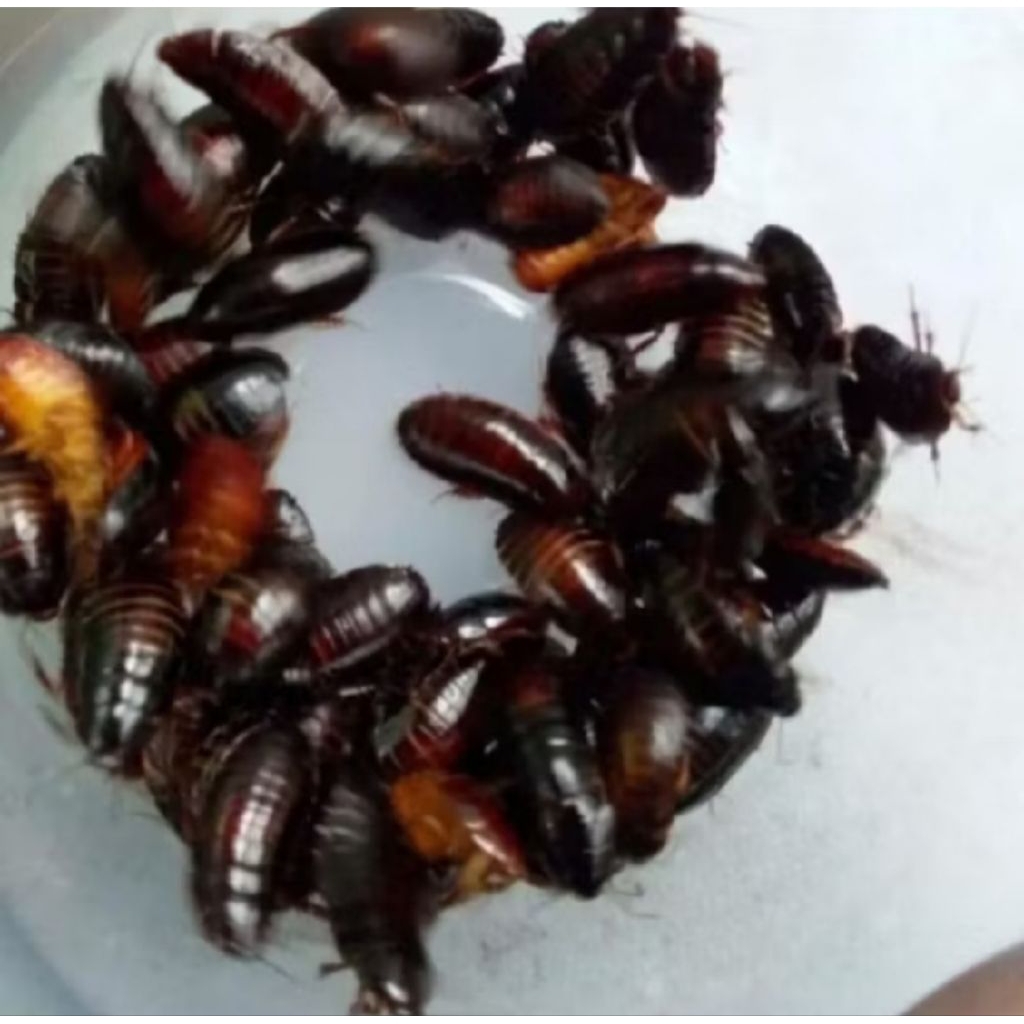 Cere Menje / Kecoa Batu / Katerlak - Untuk Umpan Mancing Tergacor