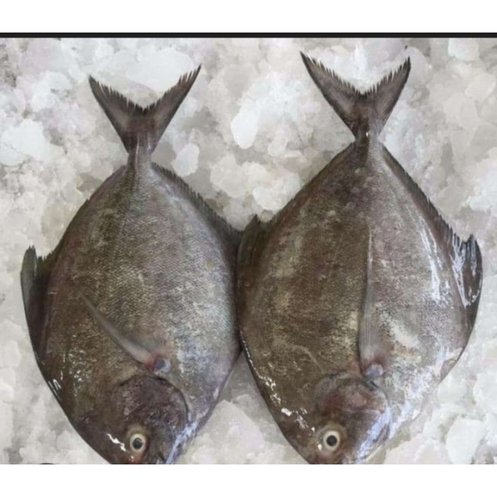 Ikan Bawal Laut Fresh