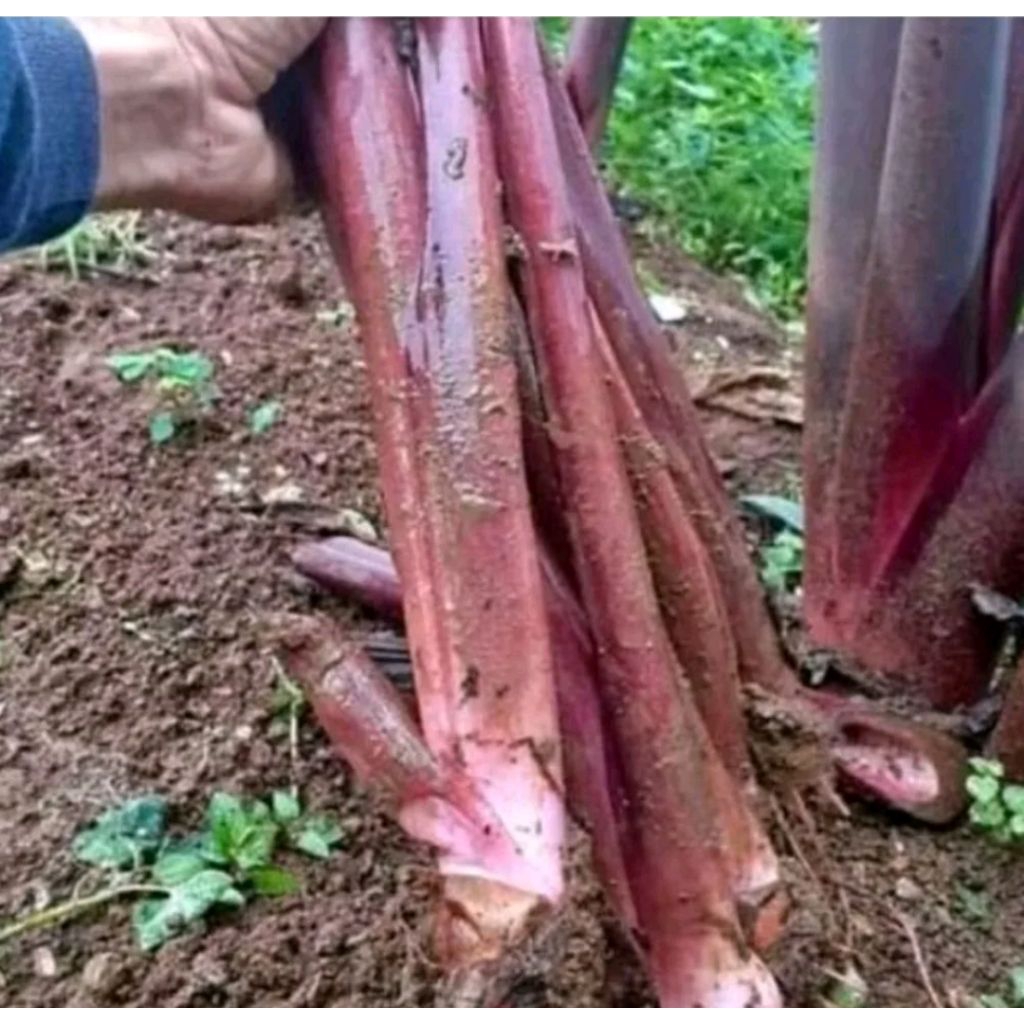 Batang pohon talas lompong/lompong sayur 1kg