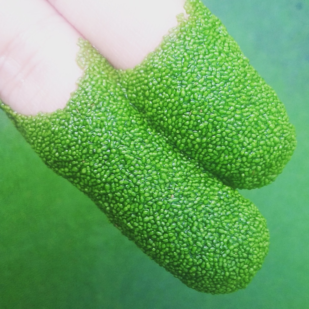 Wolffia Super Bibit Tanaman Air Kaya Protein
