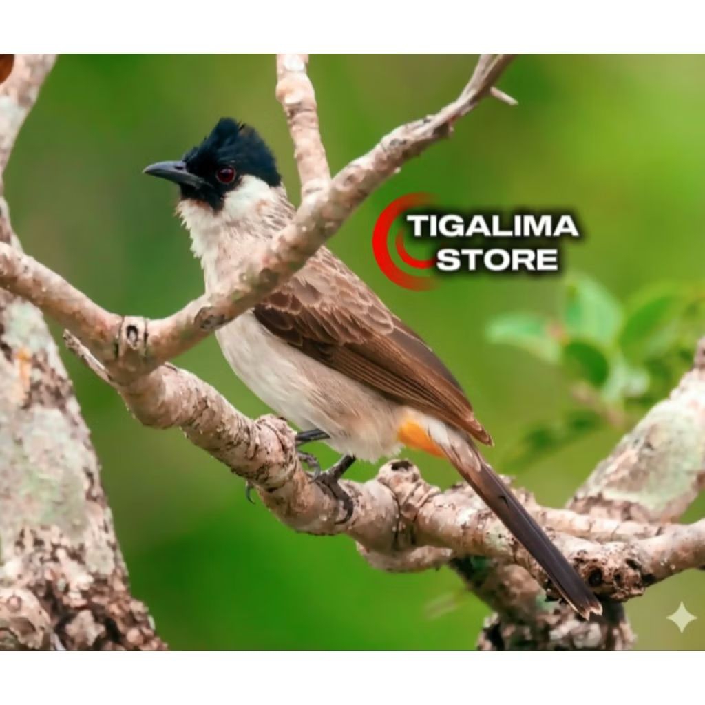 BURUNG KUTILANG JAWA MULUS
