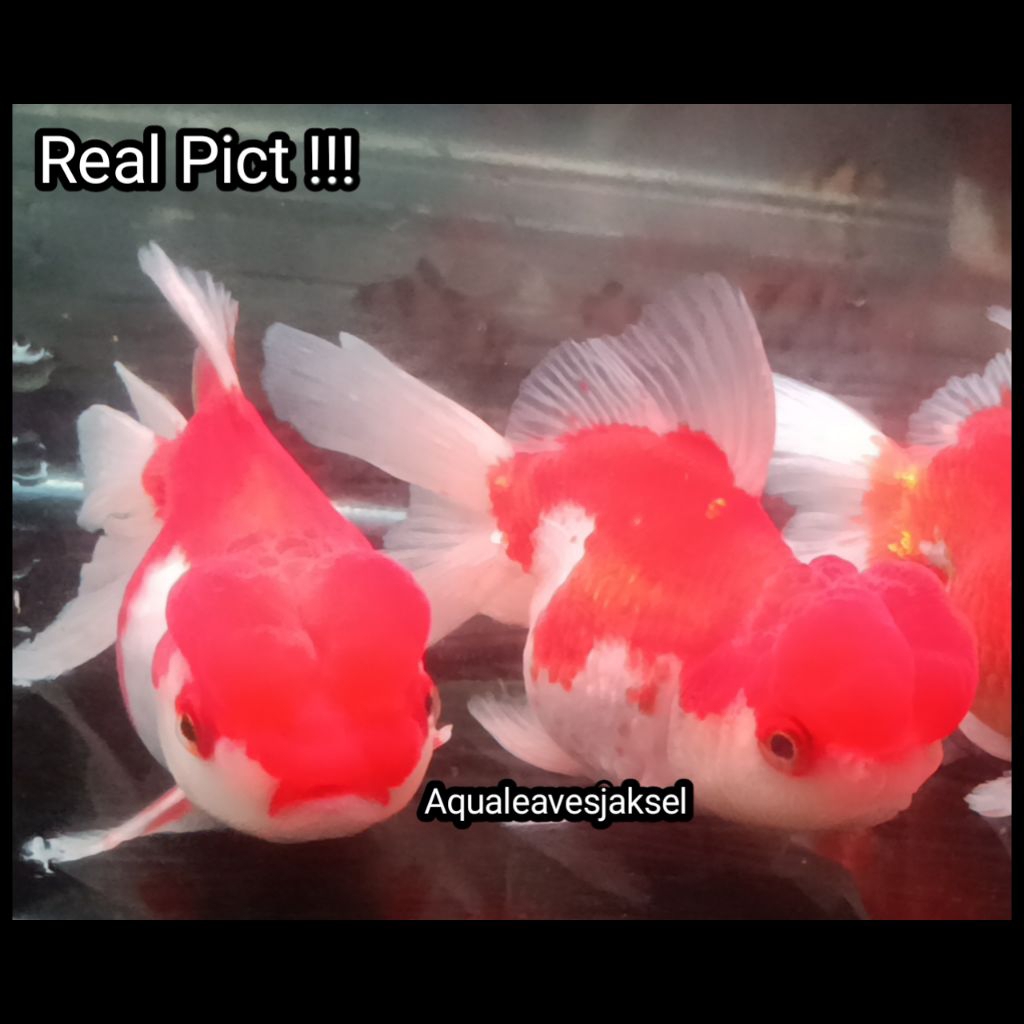 ikan koki oranda red white jambul top