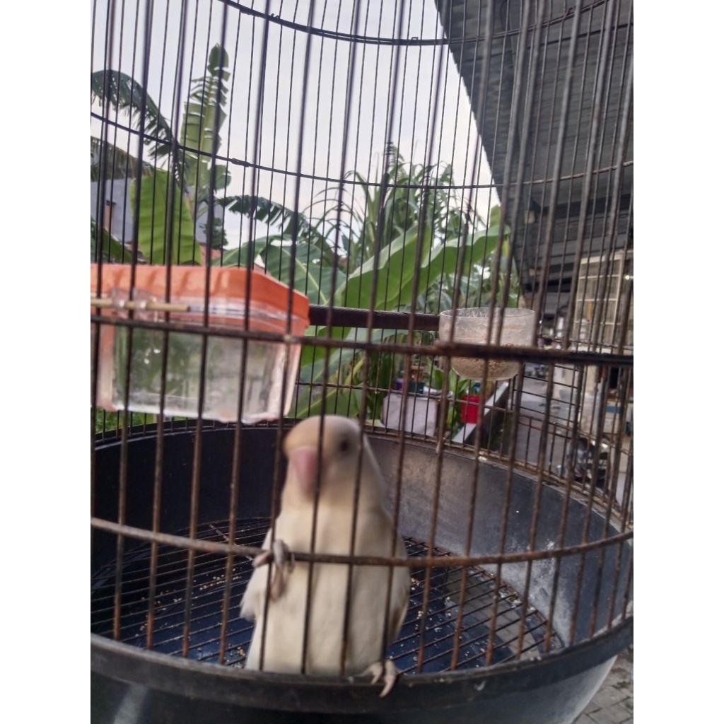 Lovebird Albino gacoran istimewa