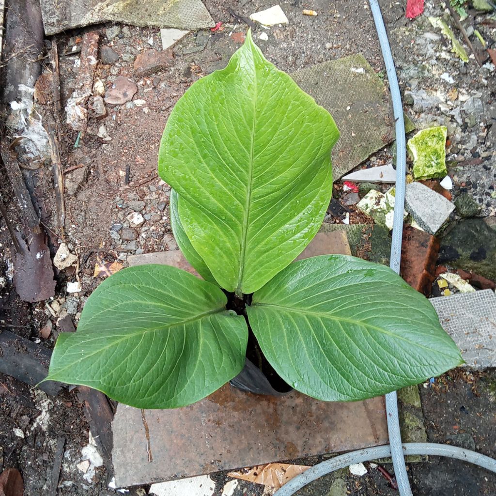 anthurium jemani cobra catalog