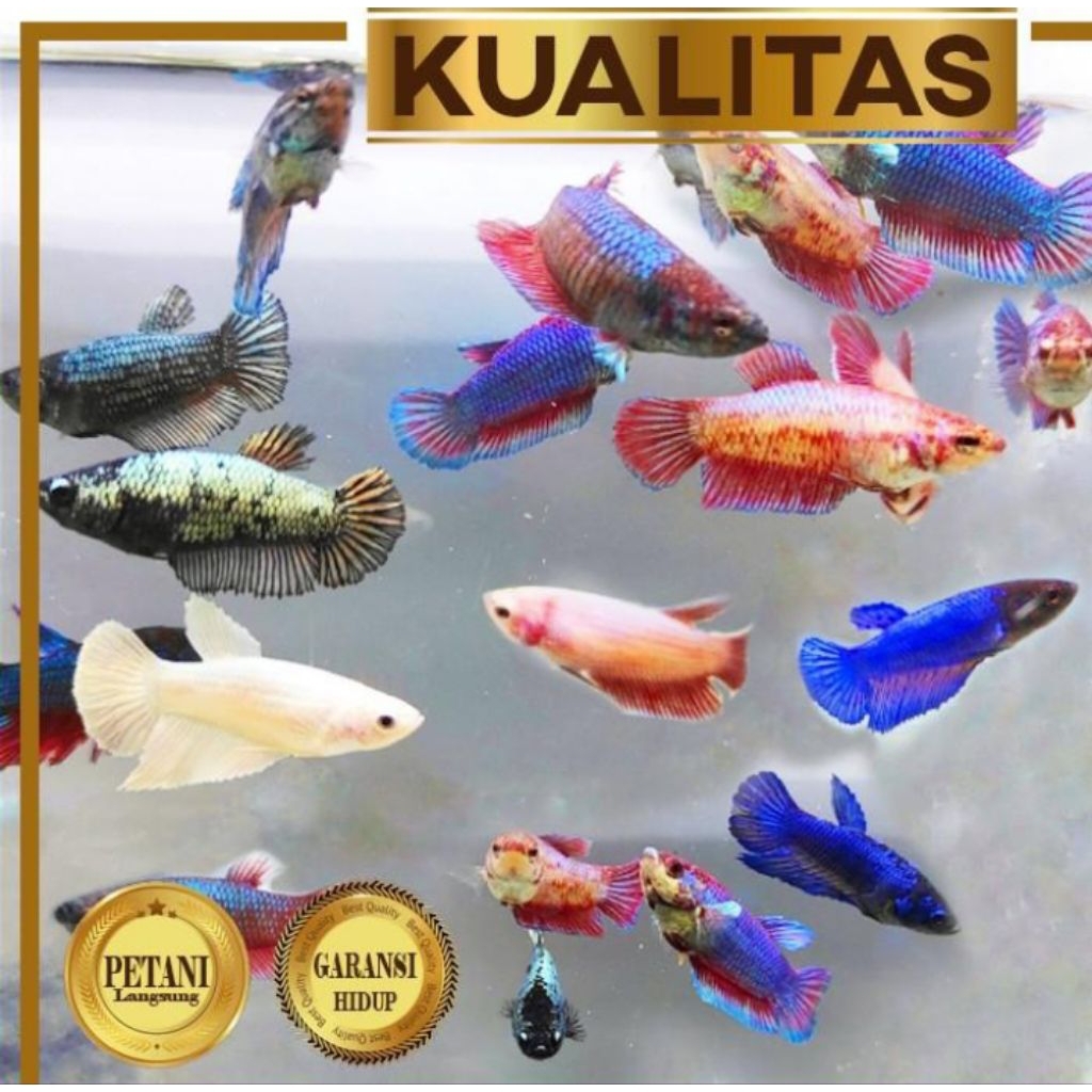 10 Ekor Cupang Besgel Betina Ikan Hias