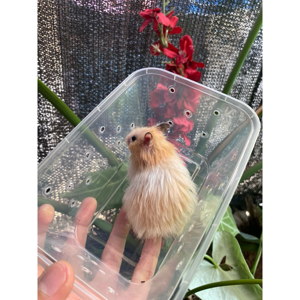 hamster syrian cream banded bulu anggora long hair